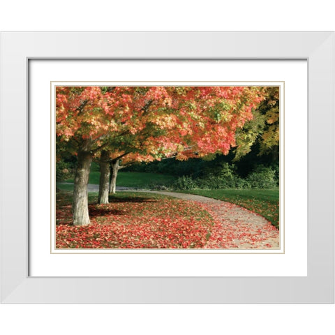 Fall Maple Fever IV White Modern Wood Framed Art Print with Double Matting by Geyman, Vitaly