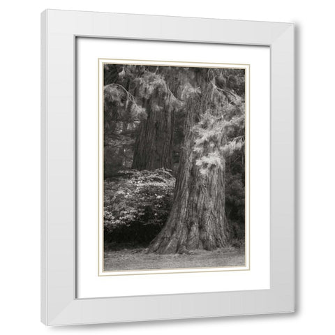 Ancient Forest I BandW White Modern Wood Framed Art Print with Double Matting by Geyman, Vitaly