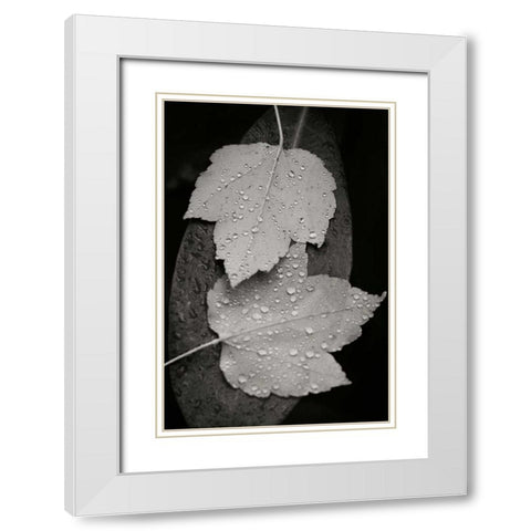 Water Leaf I BandW White Modern Wood Framed Art Print with Double Matting by Geyman, Vitaly