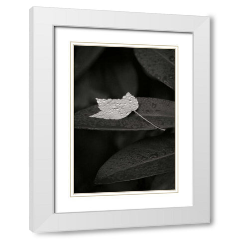 Water Leaf II BandW White Modern Wood Framed Art Print with Double Matting by Geyman, Vitaly