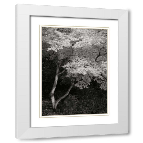 Maple Beauty I BandW White Modern Wood Framed Art Print with Double Matting by Geyman, Vitaly