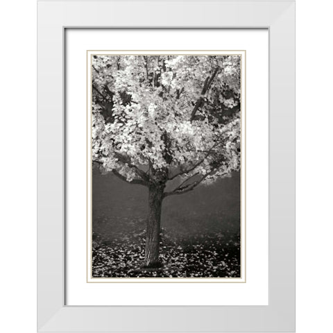 Maple Beauty II BandW White Modern Wood Framed Art Print with Double Matting by Geyman, Vitaly