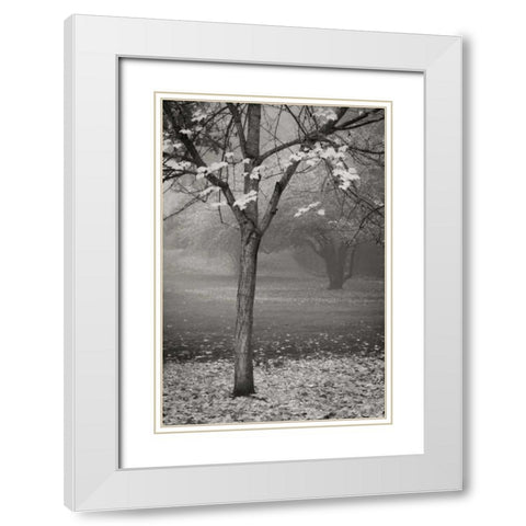Maple Delicacy II BandW White Modern Wood Framed Art Print with Double Matting by Geyman, Vitaly