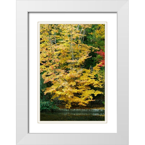 Tree Delicacy II White Modern Wood Framed Art Print with Double Matting by Geyman, Vitaly