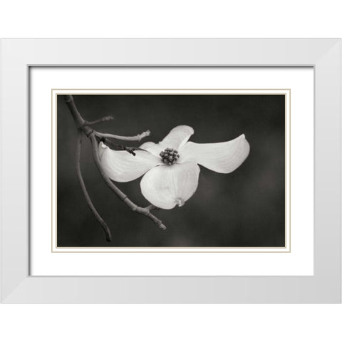 Dogwood Delicacy I BandW White Modern Wood Framed Art Print with Double Matting by Geyman, Vitaly