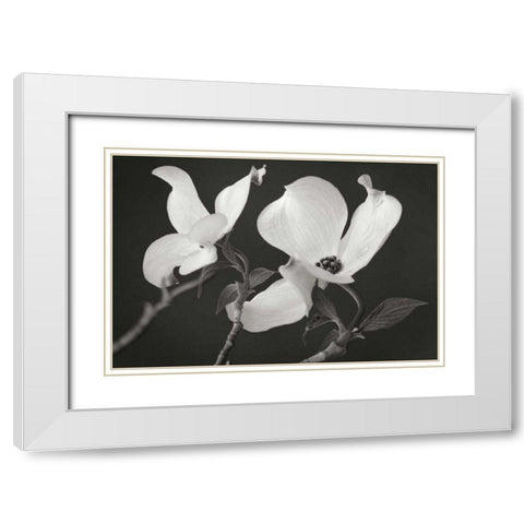 Dogwood Delicacy II BandW White Modern Wood Framed Art Print with Double Matting by Geyman, Vitaly
