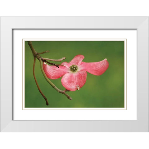 Dogwood Delicacy I White Modern Wood Framed Art Print with Double Matting by Geyman, Vitaly