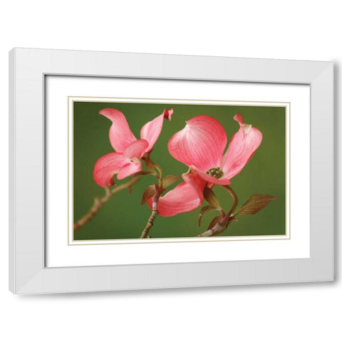 Dogwood Delicacy II White Modern Wood Framed Art Print with Double Matting by Geyman, Vitaly