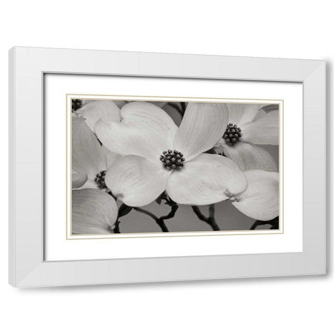 Dogwood Delicacy III BandW White Modern Wood Framed Art Print with Double Matting by Geyman, Vitaly