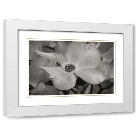 Dogwood Delicacy IV BandW White Modern Wood Framed Art Print with Double Matting by Geyman, Vitaly