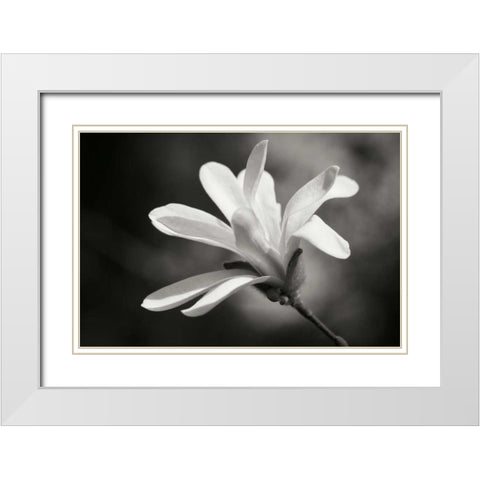 Magnolia Dreams II White Modern Wood Framed Art Print with Double Matting by Geyman, Vitaly