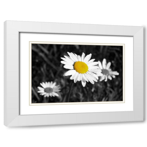 Morning Daisy II White Modern Wood Framed Art Print with Double Matting by Geyman, Vitaly