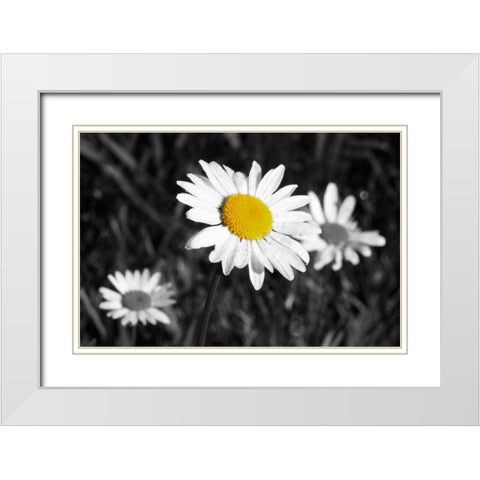 Morning Daisy II White Modern Wood Framed Art Print with Double Matting by Geyman, Vitaly