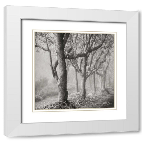 Tree in the Mist Sq White Modern Wood Framed Art Print with Double Matting by Vitaly, Geyman