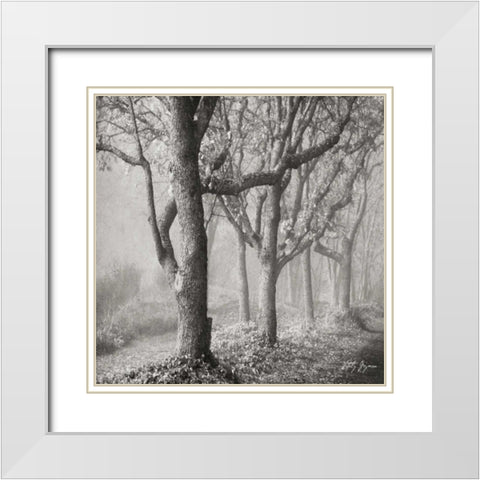 Tree in the Mist Sq White Modern Wood Framed Art Print with Double Matting by Vitaly, Geyman