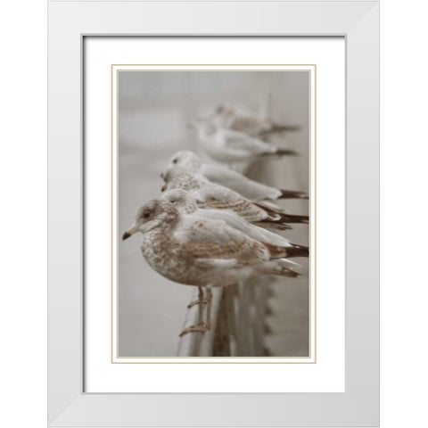 Seagul Paradise I White Modern Wood Framed Art Print with Double Matting by Vitaly, Geyman