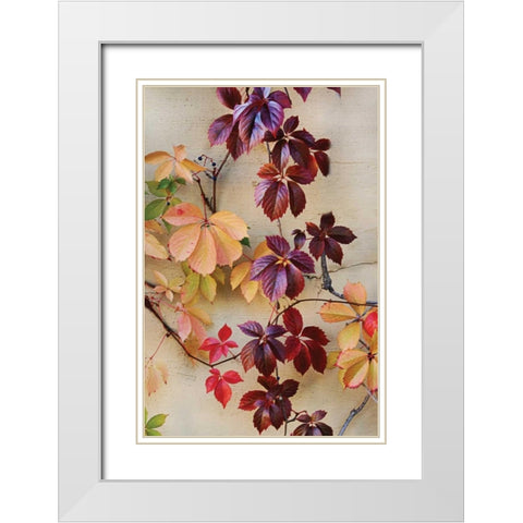 Vine Leaf Romance I White Modern Wood Framed Art Print with Double Matting by Vitaly, Geyman