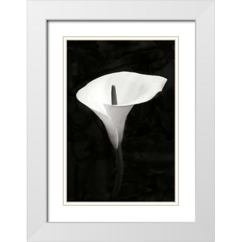 Calla Lily Perfection III White Modern Wood Framed Art Print with Double Matting by Geyman, Vitaly