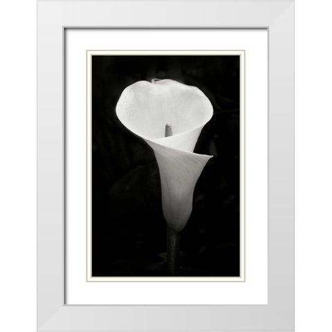 Calla Lily Perfection IV White Modern Wood Framed Art Print with Double Matting by Geyman, Vitaly