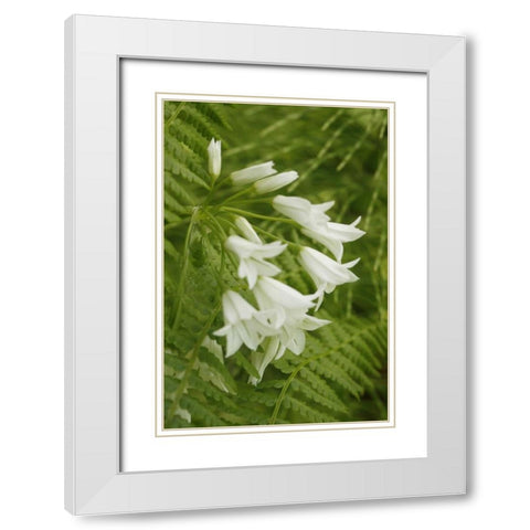Gentle Bells I White Modern Wood Framed Art Print with Double Matting by Geyman, Vitaly