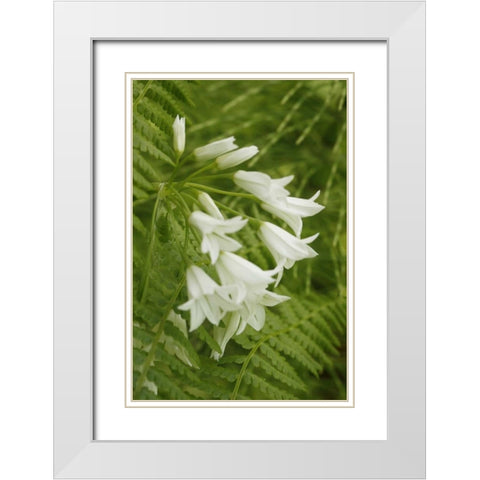 Gentle Bells I White Modern Wood Framed Art Print with Double Matting by Geyman, Vitaly