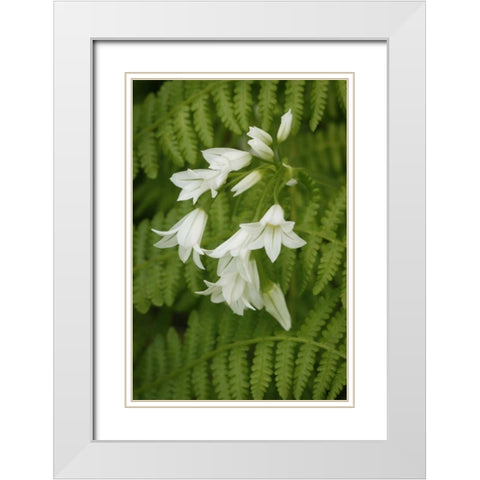 Gentle Bells II White Modern Wood Framed Art Print with Double Matting by Geyman, Vitaly
