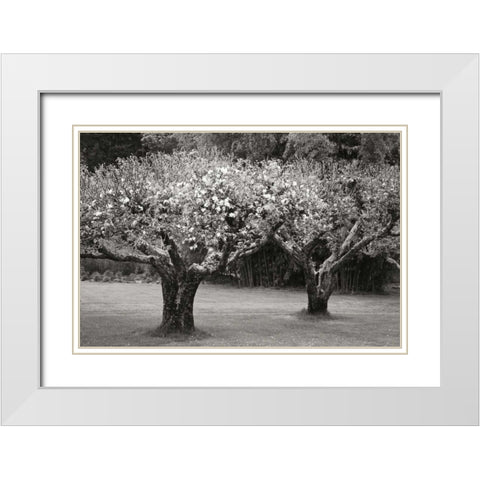 Orchard Serenity I White Modern Wood Framed Art Print with Double Matting by Geyman, Vitaly