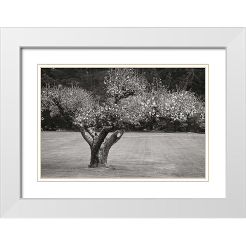 Orchard Serenity II White Modern Wood Framed Art Print with Double Matting by Geyman, Vitaly