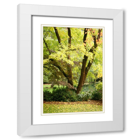 Fall Abundance II White Modern Wood Framed Art Print with Double Matting by Geyman, Vitaly