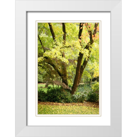 Fall Abundance II White Modern Wood Framed Art Print with Double Matting by Geyman, Vitaly