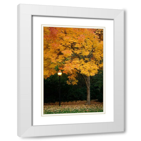 Fall Abundance IX White Modern Wood Framed Art Print with Double Matting by Geyman, Vitaly