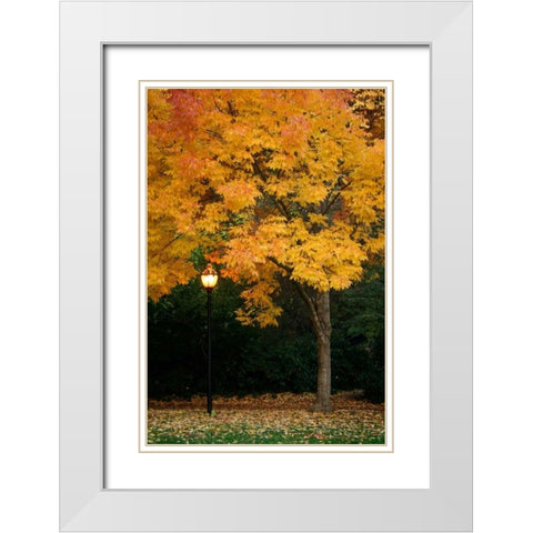 Fall Abundance IX White Modern Wood Framed Art Print with Double Matting by Geyman, Vitaly
