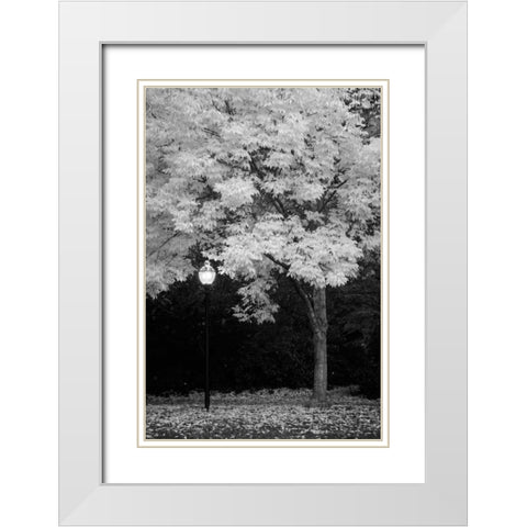 Fall Abundance IX B and W White Modern Wood Framed Art Print with Double Matting by Geyman, Vitaly