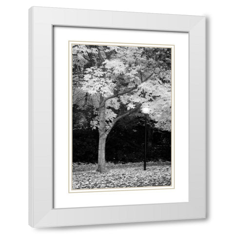 Fall Abundance X B and W White Modern Wood Framed Art Print with Double Matting by Geyman, Vitaly