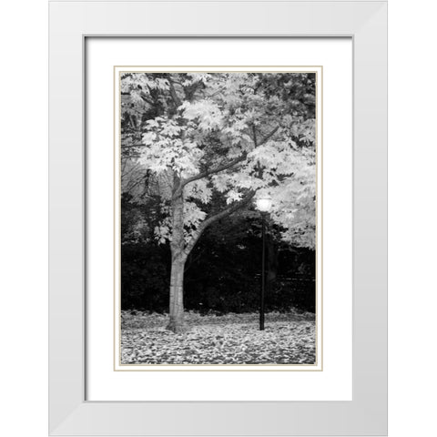 Fall Abundance X B and W White Modern Wood Framed Art Print with Double Matting by Geyman, Vitaly