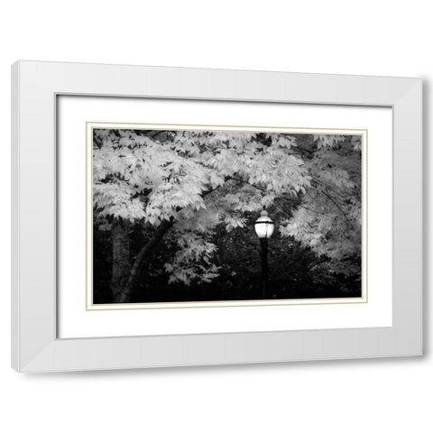 Fall Abundance VII B and W White Modern Wood Framed Art Print with Double Matting by Geyman, Vitaly