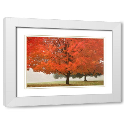 Fall Beauty I White Modern Wood Framed Art Print with Double Matting by Geyman, Vitaly