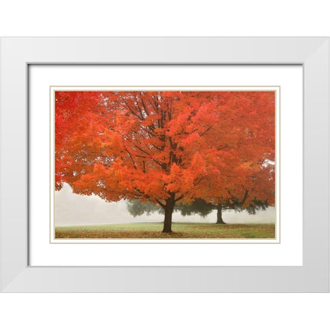 Fall Beauty I White Modern Wood Framed Art Print with Double Matting by Geyman, Vitaly