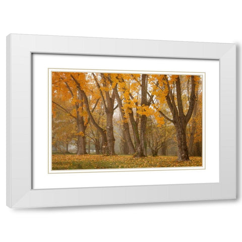 Maple Parade I White Modern Wood Framed Art Print with Double Matting by Geyman, Vitaly