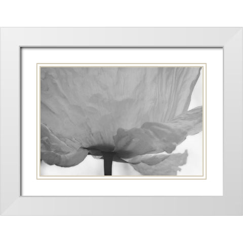 Poppy Elegance I White Modern Wood Framed Art Print with Double Matting by Geyman, Vitaly