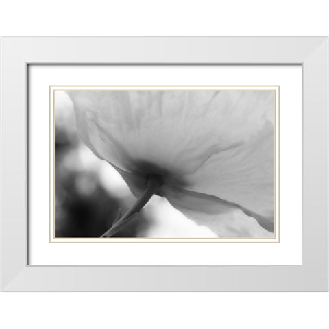 Poppy Elegance II White Modern Wood Framed Art Print with Double Matting by Geyman, Vitaly