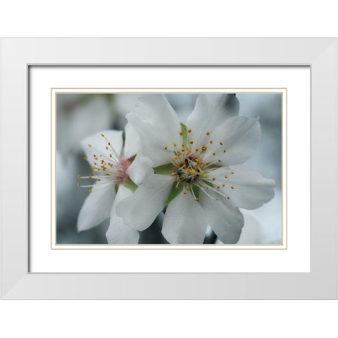 Spring Blossoms IV White Modern Wood Framed Art Print with Double Matting by Geyman, Vitaly