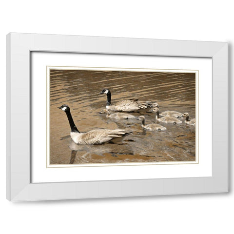Canadian Geese White Modern Wood Framed Art Print with Double Matting by Geyman, Vitaly