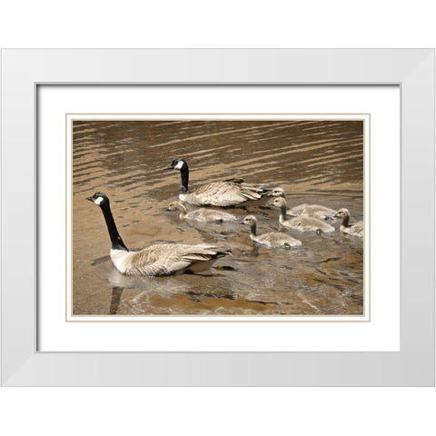 Canadian Geese White Modern Wood Framed Art Print with Double Matting by Geyman, Vitaly