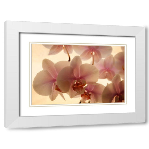 Pure Orchids White Modern Wood Framed Art Print with Double Matting by Geyman, Vitaly