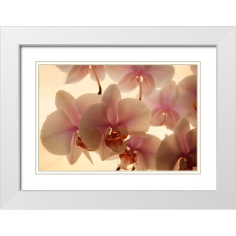 Pure Orchids White Modern Wood Framed Art Print with Double Matting by Geyman, Vitaly
