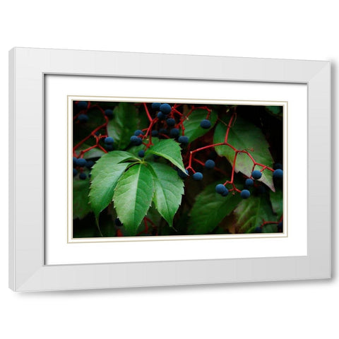 Vinyard Mozaic White Modern Wood Framed Art Print with Double Matting by Geyman, Vitaly
