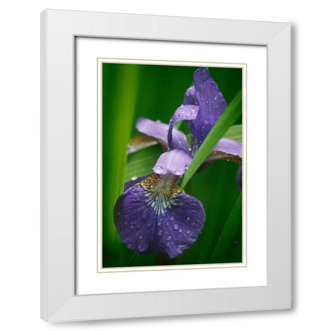Wild Iris White Modern Wood Framed Art Print with Double Matting by Geyman, Vitaly