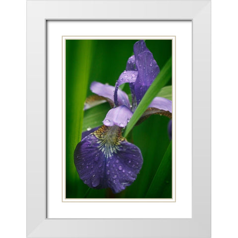 Wild Iris White Modern Wood Framed Art Print with Double Matting by Geyman, Vitaly