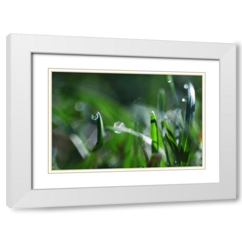 Dew Drops I White Modern Wood Framed Art Print with Double Matting by White, Leesa